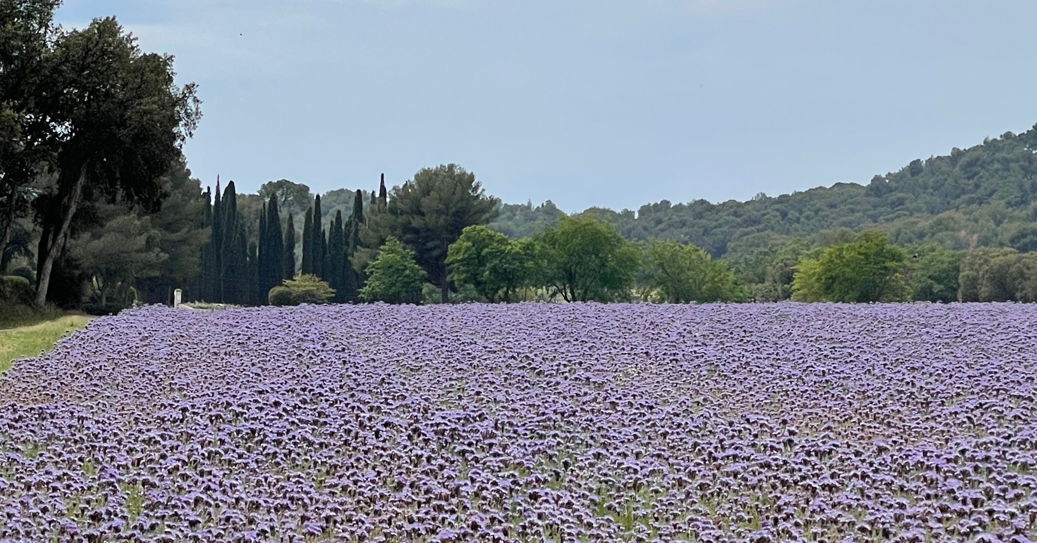 Provence